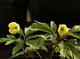 Anemone x lipiensis Vindoboniensis
